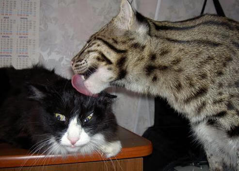 爱游戏app-中国女篮战术执行力稳步提升 战绩持续向好，中国女篮战况如何