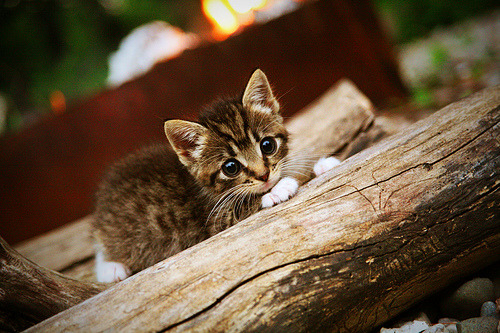 爱游戏智能体验-五大联赛是否增强门将在对抗高压时的传控训练权重，五大联赛进球的门将