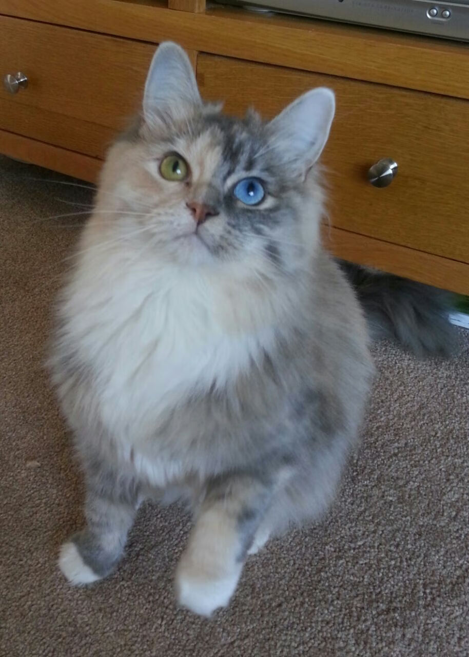 爱游戏电竞下载-体育新闻中心发布体育短视频用户行为分析报告，如何创新体育短视频