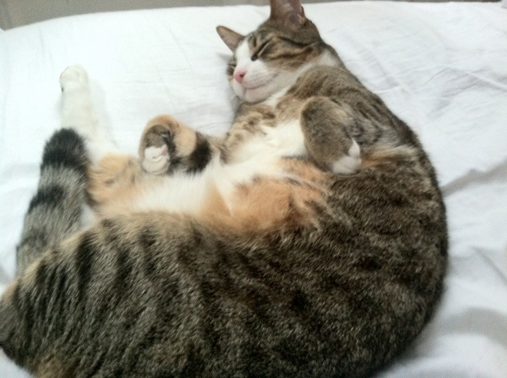 爱游戏官网充值-门兴格拉德巴赫控球主导提升比赛节奏，门兴格拉德巴赫转会